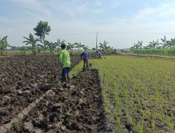 Petani Padi di Bojonegoro Rugi Puluhan Juta, Kini Beralih Tanam Tembaku