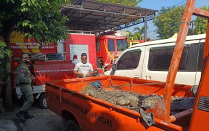 Nelayan Bangkalan Menjaring Ikan Dapat Buaya Muara