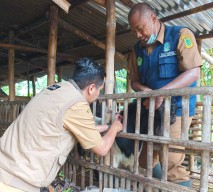 Pemilik Hewan Tak Perlu Antre di Puskeswan Mojokerto, Begini Caranya