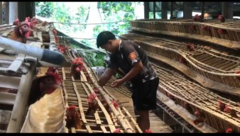 Harga Telur Naik di Ponorogo, Warga Membeli Langsung dari Peternak