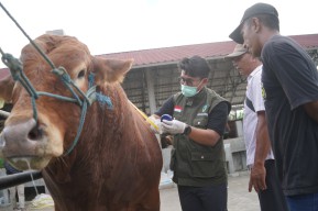Antisipasi Bahaya PMK, DKPP Kediri Rutin Cek Hewan Kurban Sampai Idul Adha