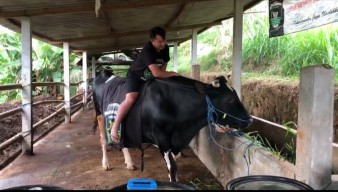 2 Sapi Milik Warga Ponorogo Dibeli SBY untuk Kurban di Pacitan