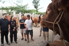 Mas Dhito Beli 4 Sapi Limosin di IBS Farm Plosoklaten untuk Kurban