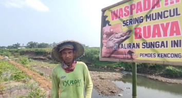 Buaya Kerap Muncul di Sungai Kencong Jember, Muspika Pasang Banner Peringatan