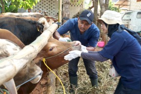 Rayakan Idul Adha 1445, SIG Bagikan 331 Hewan Kurban di 23 Provinsi