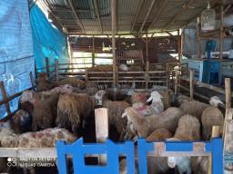 Kisah Pria di Jember Belasan Tahun jadi Tukang Jagal Hewan Kurban