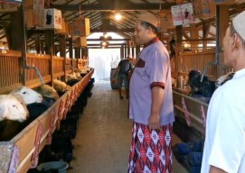 Kandang Kambing Bak Villa, Pj Bupati Jombang, Diserang Oknum Bonek