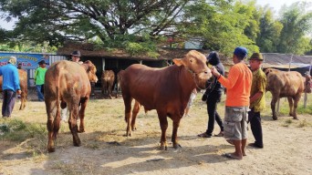 Kenaikan Harga Sapi Kurban di Lamongan Capai Rp2 Juta