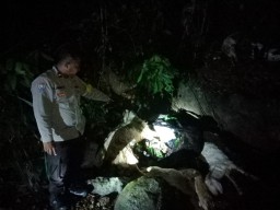 Puluhan Kambing Mati Ditemukan di Sungai Gumitir Jember, Ini Kata Polisi
