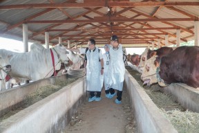 Sapi 1 Ton Asal Lamongan Dibeli Jokowi