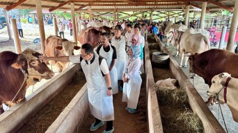Jelang Idul Adha 2024, Stok Hewan Kurban di Jatim Aman