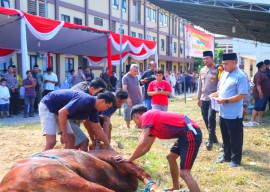 Polresta Sidoarjo Salurkan Hewan Kurban 21 Sapi dan 55 Kambing