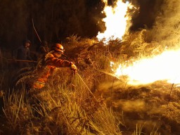 Kawasan Gunung Bromo Terbakar Lagi, TRC BPBD Jatim Berjibaku Padamkan Api