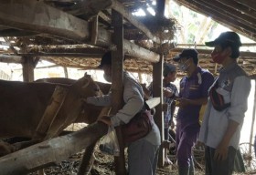 Disperta KP Sampang Wajibkan Hewan Kurban Miliki SKKH