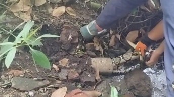 Saluran Air Macet Tersumbat Ular Sanca 4 Meter, Warga Jember Waspada!