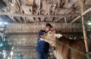 Disnak Bangkalan Cek Kesehatan Hewan Kurban mulai H-7 Idul Adha