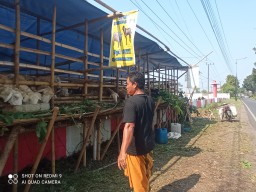 Pedagang Kambing Kurban Jember Rela Nginap di Kuburan Demi Cuan