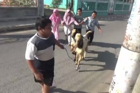 Sisihkan Uang Jajan, Bocah Kelas 2 SD di Bangkalan Berkurban Kambing
