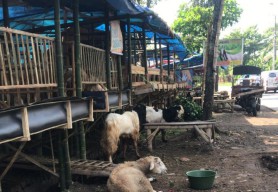 Kambing Dormas di Jember Banyak Diburu Pembeli Jelang Idul Adha