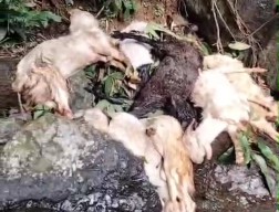 18 Ekor Kambing Misterius Ditemukan Mati di Sungai Gumitir Jember