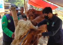 Dinas Pangan dan Pertanian Sidoarjo Temukan Hewan Kurban Terindikasi PMK