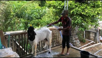 Salon Hewan Kurban Ponorogo: Rawat Kambing seperti Klinik Kecantikan