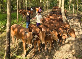 PDIP Jatim Wujudkan Welas Asih Idul Adha, Sembelih 376 Sapi Disebar ke Daerah