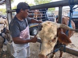 Pedagang di Tulungagung Bawa Sapi ke Salon, agar Laku Mahal!