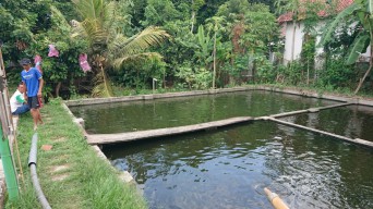 2 Balita di Tulungagung Tewas Tercebur Kolam Ikan Patin