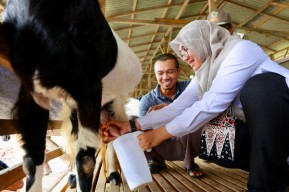 Bupati Kunjungi Peternakan Susu Kambing Warga Banyuwangi: jadi Inspirasi