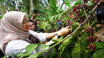 Kopi Robusta Banyuwangi Diverifikasi untuk Dapat Indikasi Geografis
