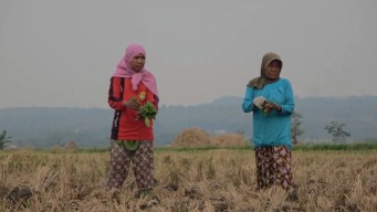 Kemarau Basah Resahkan Petani Tembakau Lamongan