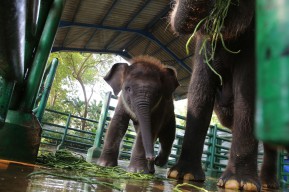 Melihat Rocky Balboa, Anak Gajah Dumbo yang Baru Lahir di KBS