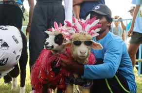 500 Kambing dan Sapi Beradu Keren di Banyuwangi