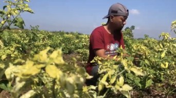 Nelangsa Petani Cabai di Ponorogo, Gagal Panen Akibat Virus Gemini