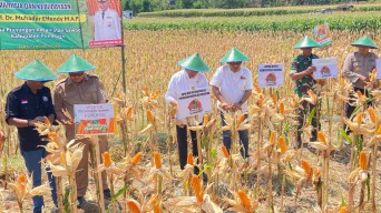 Panen Jagung di Ponorogo, Menko PMK Muhadjir Disambati Harga Anjlok