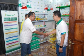Program Kampung Makmur, Dorong Produktivitas Petani Nanas di Kediri