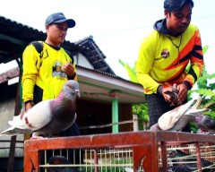 Warga Sidoarjo Sukses Ternak Merpati Beromzet Miliaran Rupiah, Berikut Tipsnya