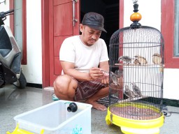 Kisah ASN Jember Sukses jadi Peternak Burung, Usahanya Sempat Diprotes Keluarga