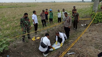 Jenazah Bayi di Sawah Gegerkan Warga Sukowati Kapas Bojonegoro