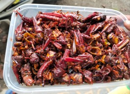 Kuliner Belalang Goreng Ambulu Jember, Gurihnya Tembus Mancanegara
