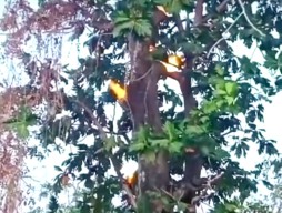 Viral, Pohon Sukun di Sumenep Keluarkan Api