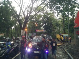Hujan Deras Disertai Angin Kencang Terjang Bojonegoro Selatan, Banyak Pohon Tumbang