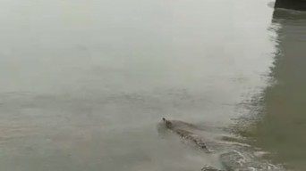 Viral, Penampakan Buaya di Bawah Jembatan Suramadu