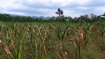 Petani di Tamansari Jember Terancam Gagal Panen Lagi, Tidak Dapat Jatah Air