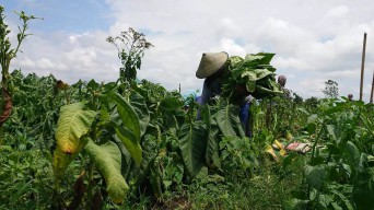 Petani Apresiasi Kebijakan Pemerintah Tak Naikkan Cukai Hasil Tembaku 2025