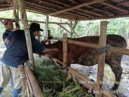 Banyuwangi Genjot Program SMS PISAN, Tingkatkan Produktivitas Sapi Indukan