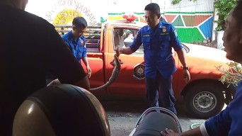 Ular Piton Masuk Rumah Warga di Ponorogo, 5 Ayam Kate Jadi Santapan