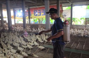 Guru di Lamongan Sukses jadi Peternak Bebek hingga Raup Cuan Belasan Juta Rupiah
