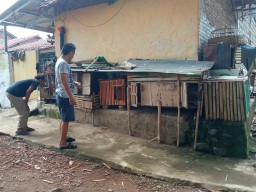 Ular Sanca Kembang Teror Warga Telengsari Jember
